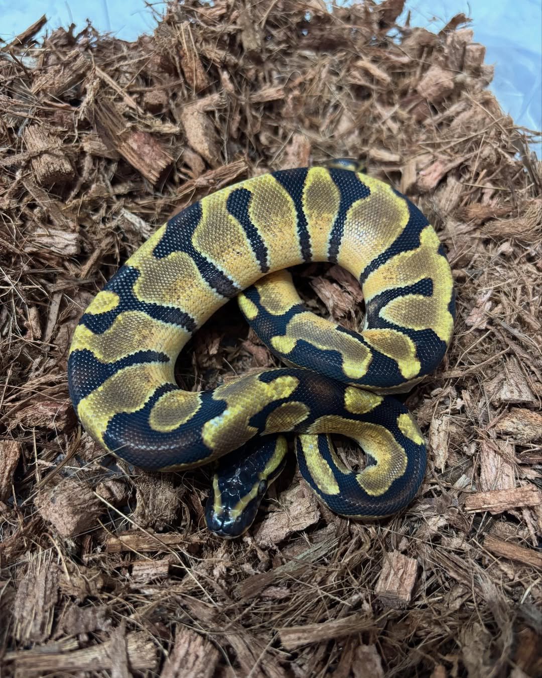 🐍 Pítons-Bola – Morfos Exclusivos da Terra Exotica Petshop - Image 6