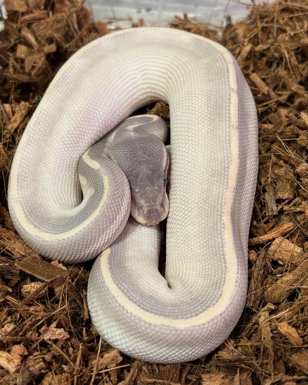 🐍 Pítons-Bola – Morfos Exclusivos da Terra Exotica Petshop - Image 9