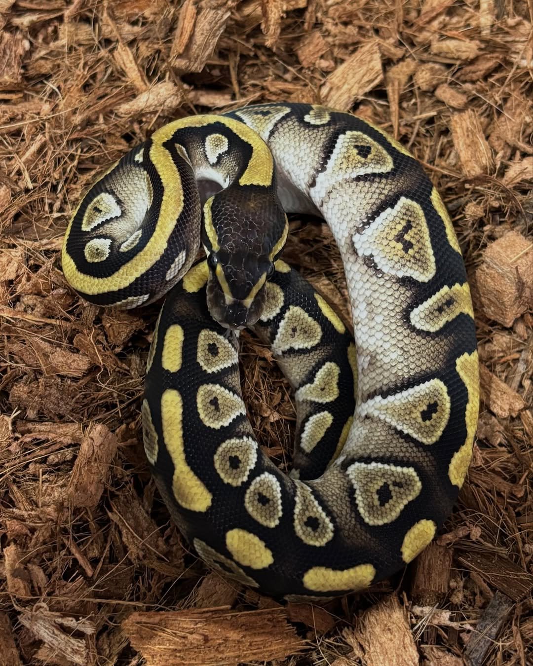 🐍 Pítons-Bola – Morfos Exclusivos da Terra Exotica Petshop - Image 10