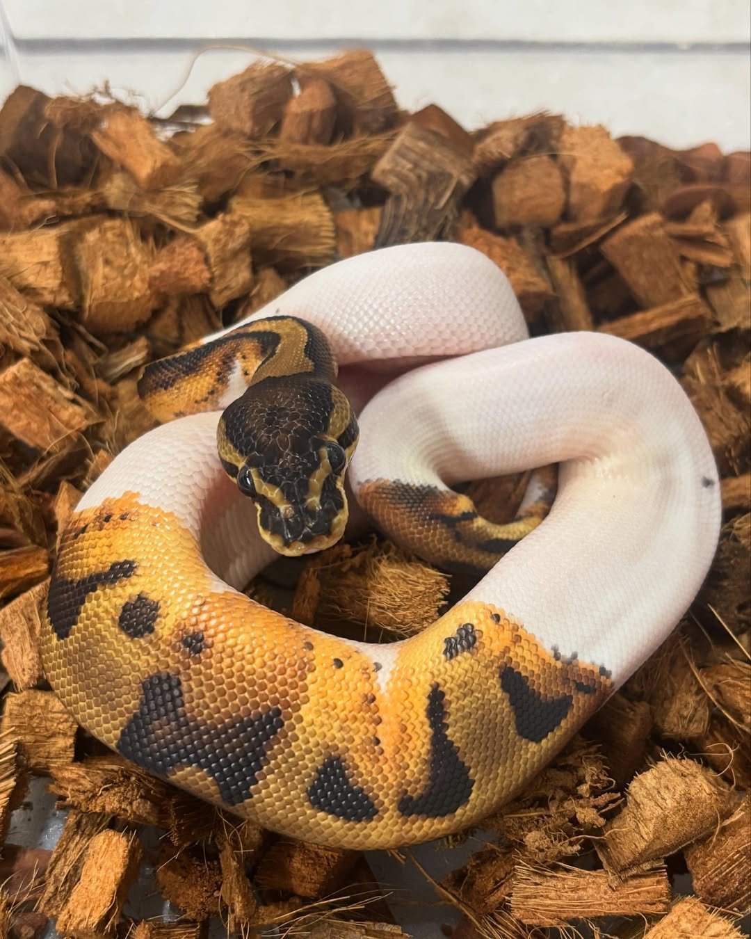 🐍 Pítons-Bola – Morfos Exclusivos da Terra Exotica Petshop - Image 3