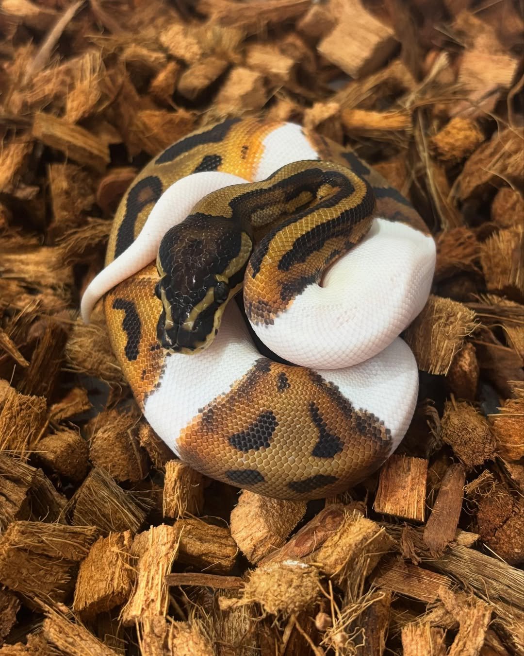 🐍 Pítons-Bola – Morfos Exclusivos da Terra Exotica Petshop - Image 5
