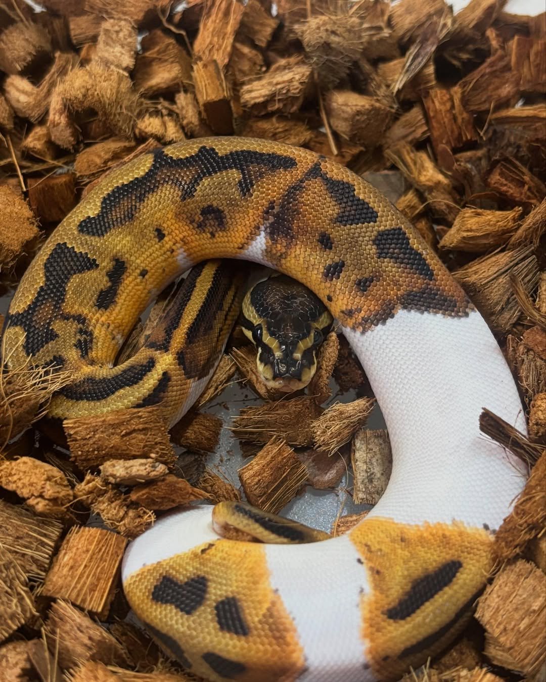🐍 Pítons-Bola – Morfos Exclusivos da Terra Exotica Petshop - Image 12