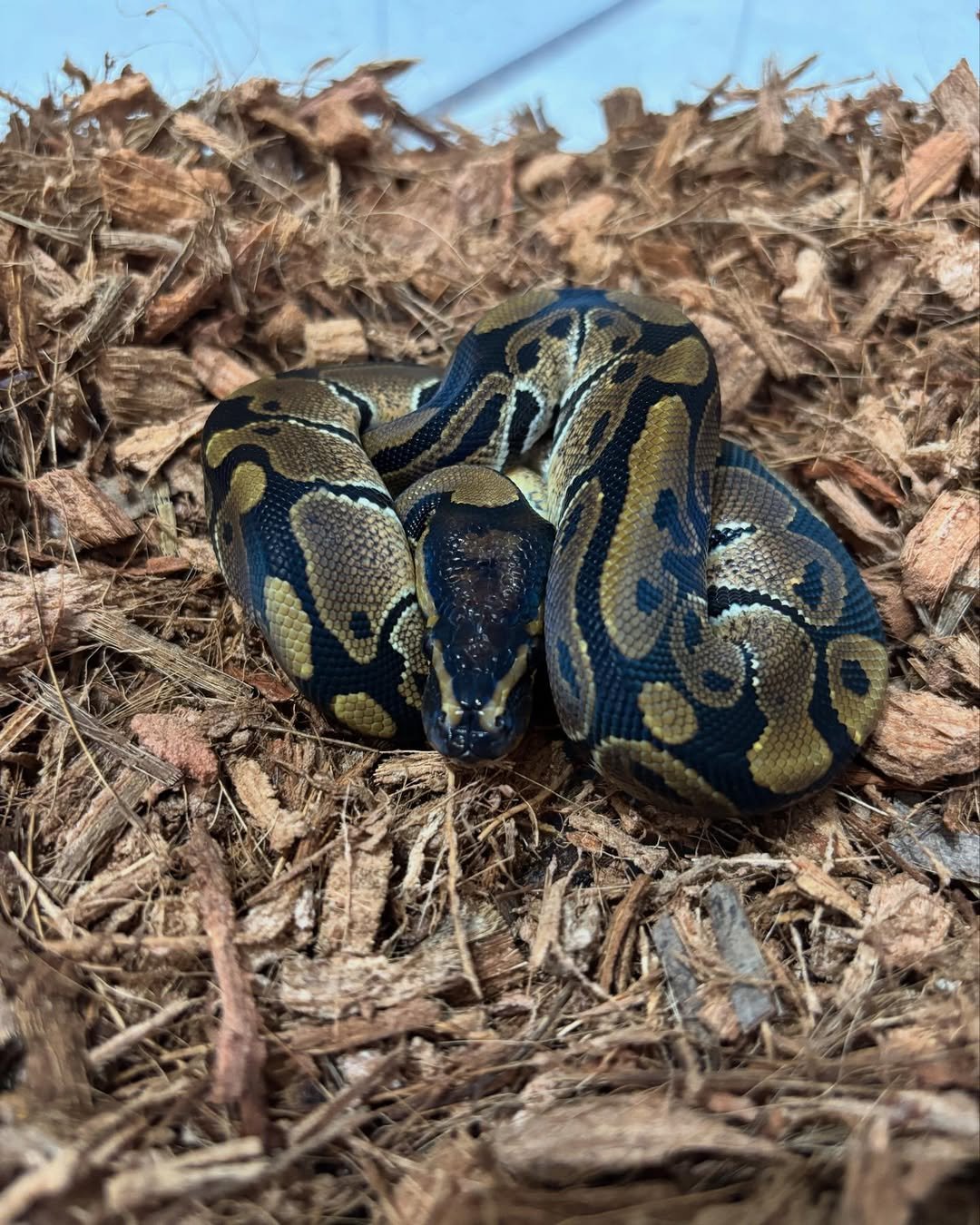 🐍 Pítons-Bola – Morfos Exclusivos da Terra Exotica Petshop - Image 11