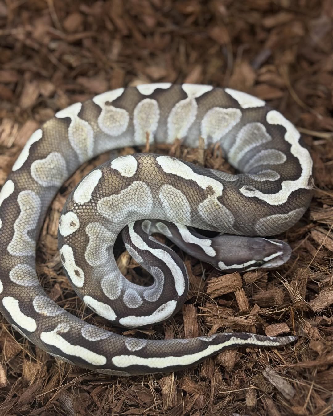 🐍 Pítons-Bola – Morfos Exclusivos da Terra Exotica Petshop - Image 8