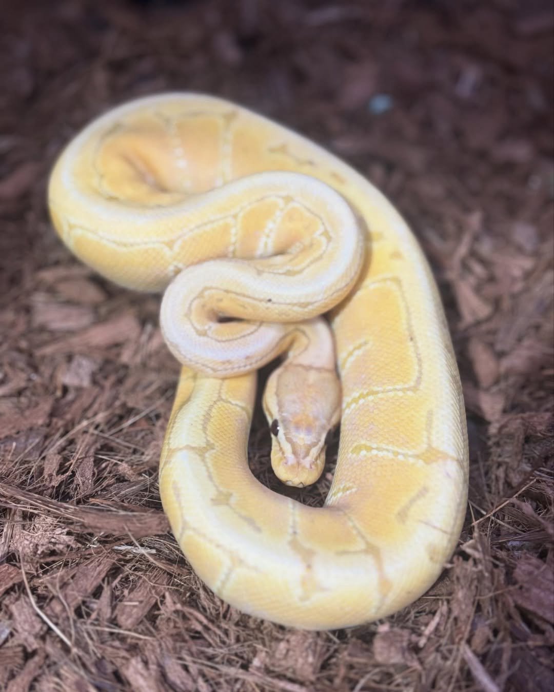 🐍 Pítons-Bola – Morfos Exclusivos da Terra Exotica Petshop - Image 13