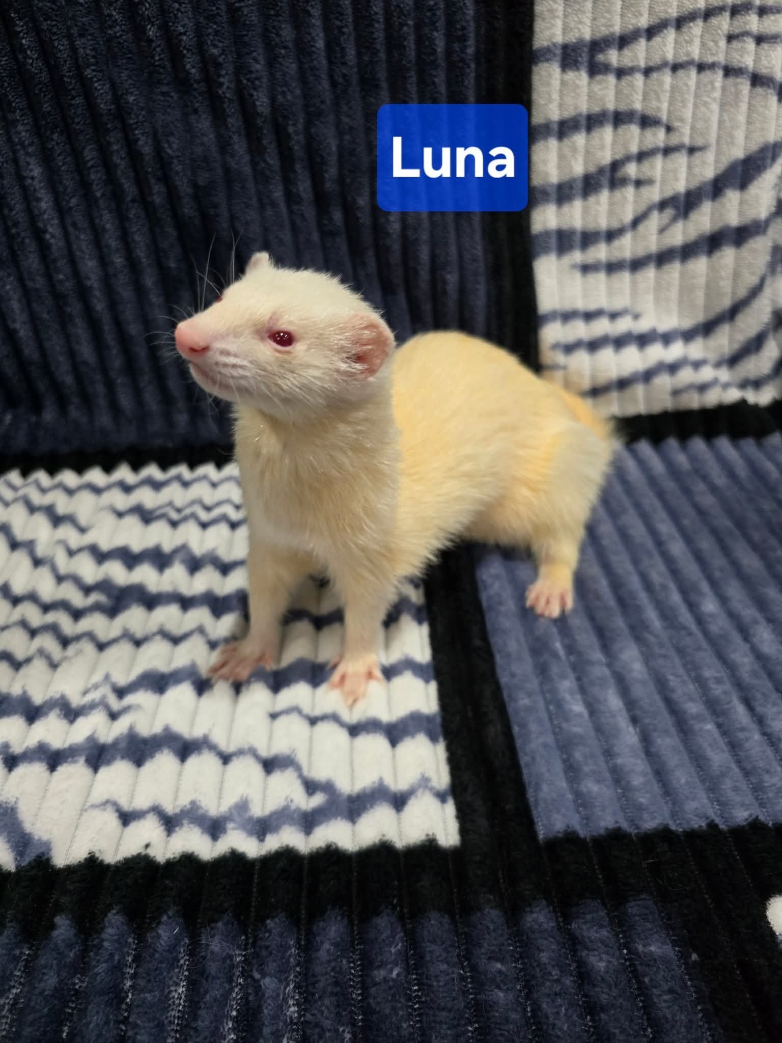Filhotes de Furão🦦 (Mustela putorius furo) – Pet Ativo e Sociável da Terra Exotica - Image 10