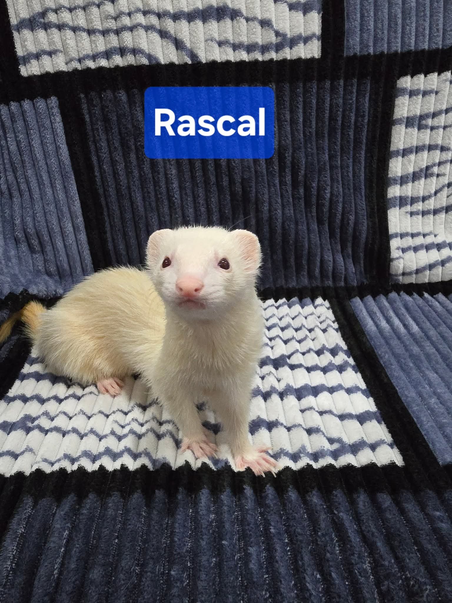 Filhotes de Furão🦦 (Mustela putorius furo) – Pet Ativo e Sociável da Terra Exotica - Image 24