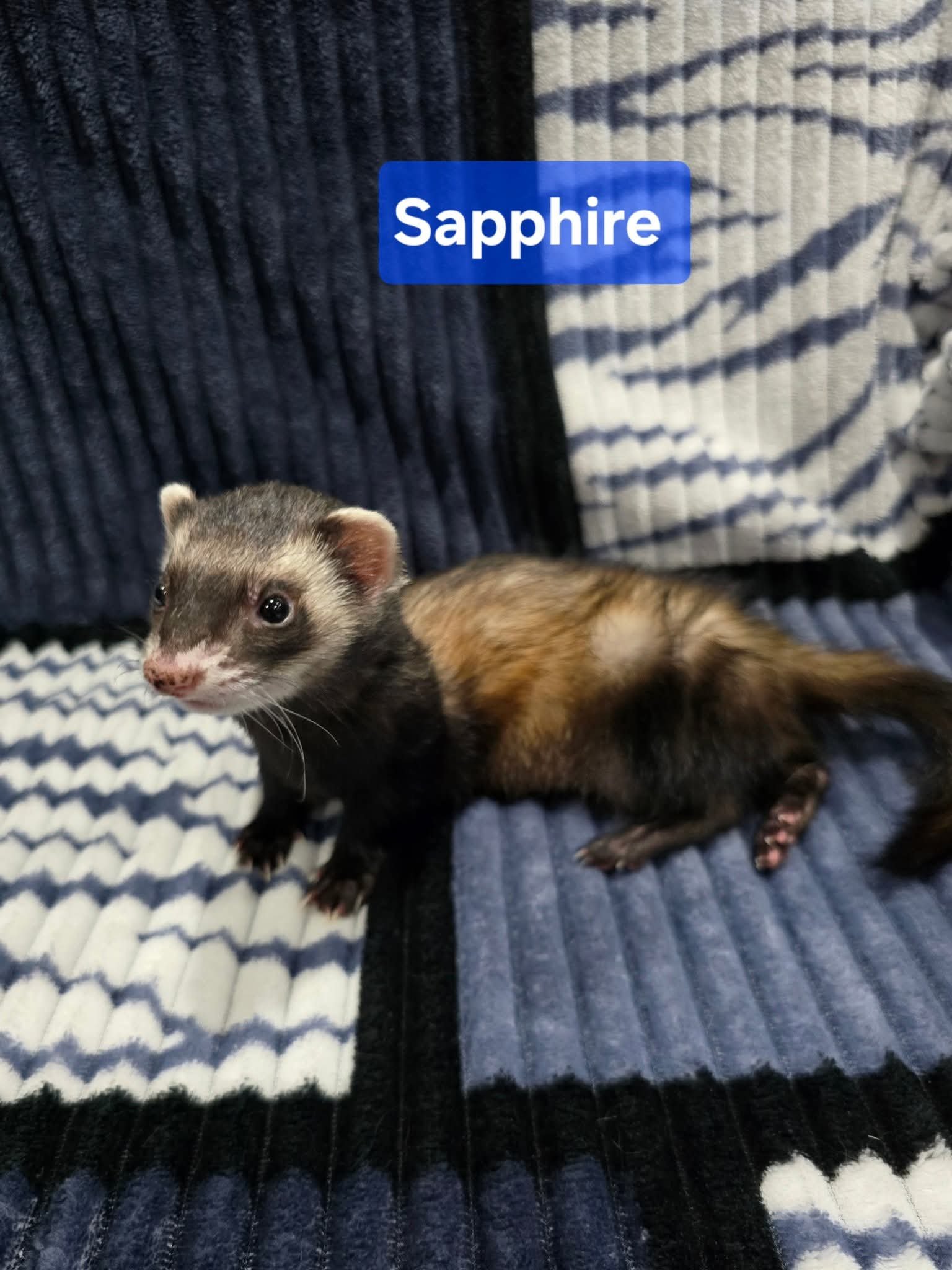 Filhotes de Furão🦦 (Mustela putorius furo) – Pet Ativo e Sociável da Terra Exotica - Image 16