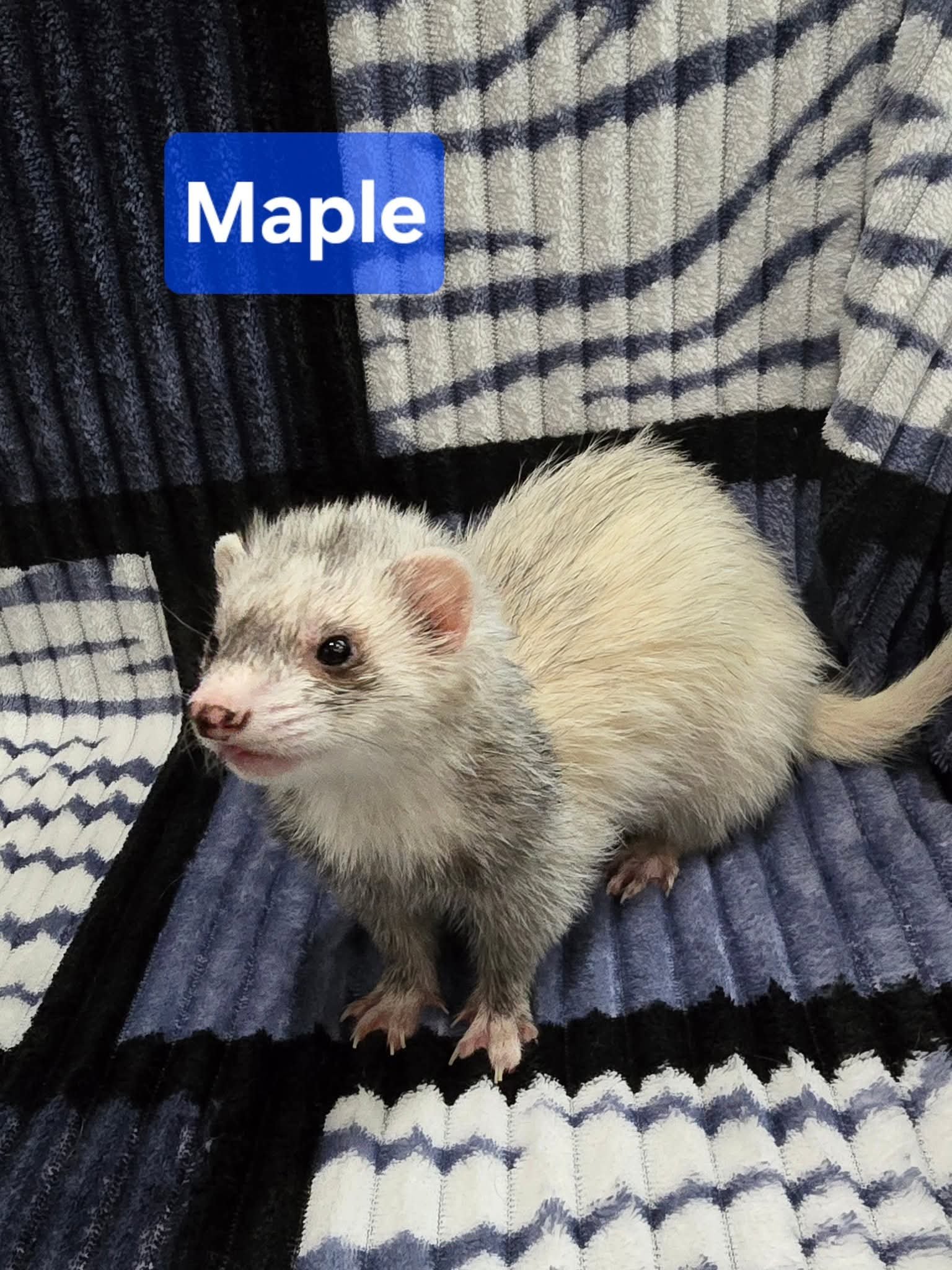 Filhotes de Furão🦦 (Mustela putorius furo) – Pet Ativo e Sociável da Terra Exotica - Image 9