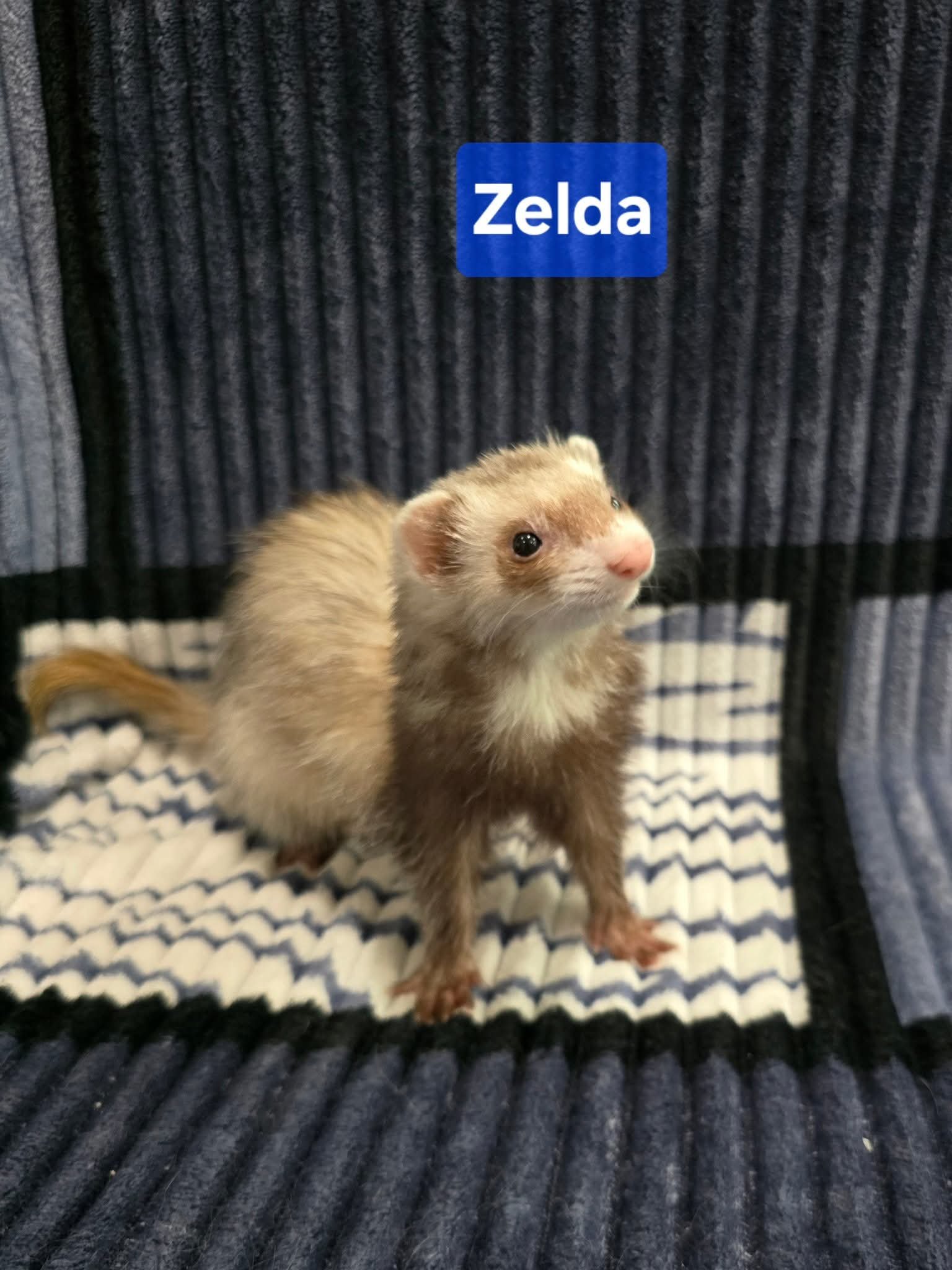 Filhotes de Furão🦦 (Mustela putorius furo) – Pet Ativo e Sociável da Terra Exotica - Image 27