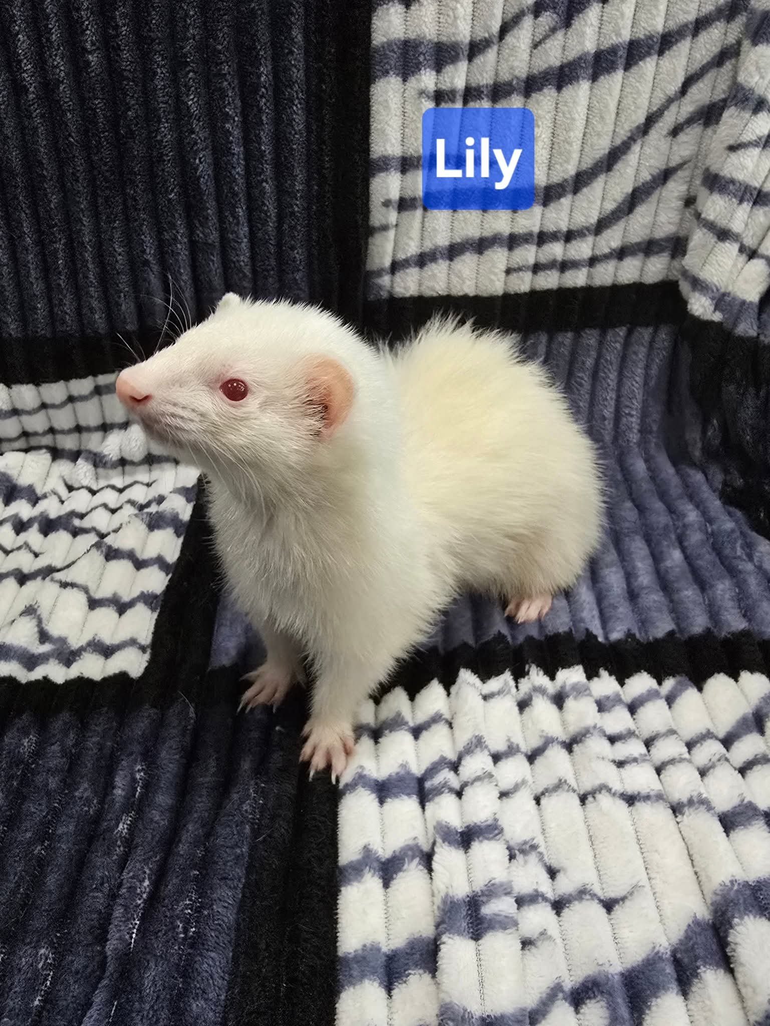 Filhotes de Furão🦦 (Mustela putorius furo) – Pet Ativo e Sociável da Terra Exotica - Image 29