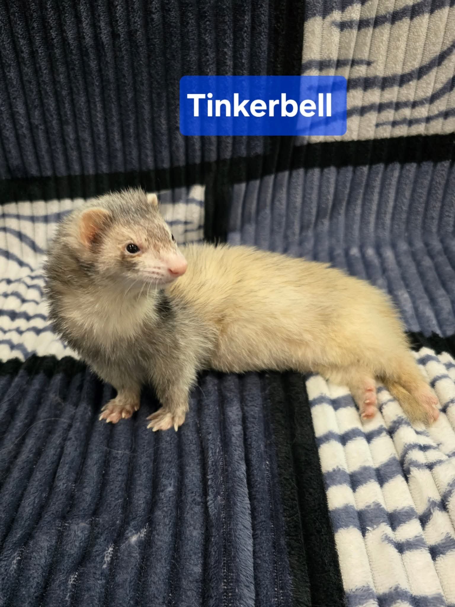 Filhotes de Furão🦦 (Mustela putorius furo) – Pet Ativo e Sociável da Terra Exotica - Image 23