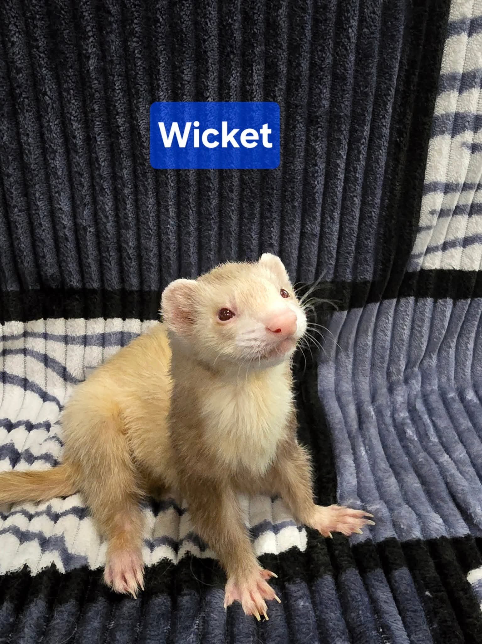Filhotes de Furão🦦 (Mustela putorius furo) – Pet Ativo e Sociável da Terra Exotica - Image 31