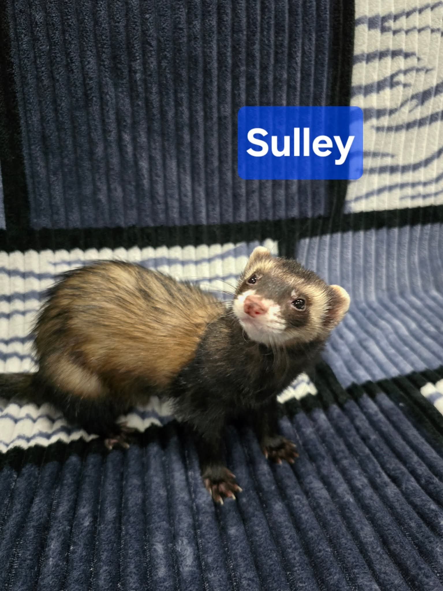 Filhotes de Furão🦦 (Mustela putorius furo) – Pet Ativo e Sociável da Terra Exotica - Image 34