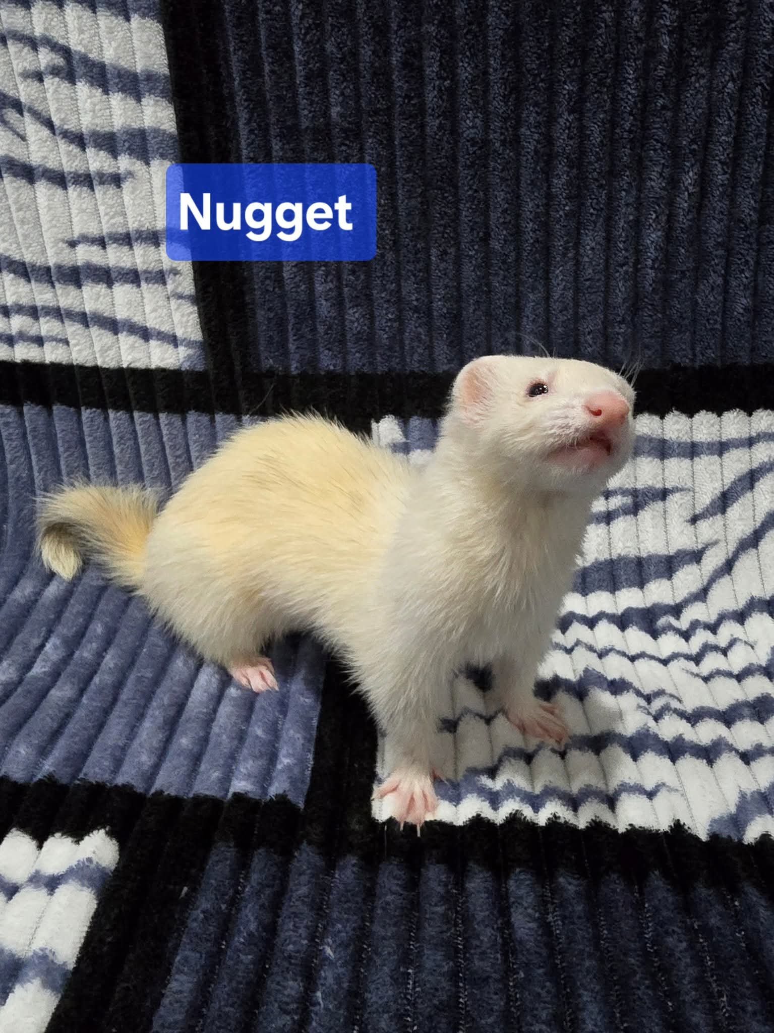 Filhotes de Furão🦦 (Mustela putorius furo) – Pet Ativo e Sociável da Terra Exotica - Image 32