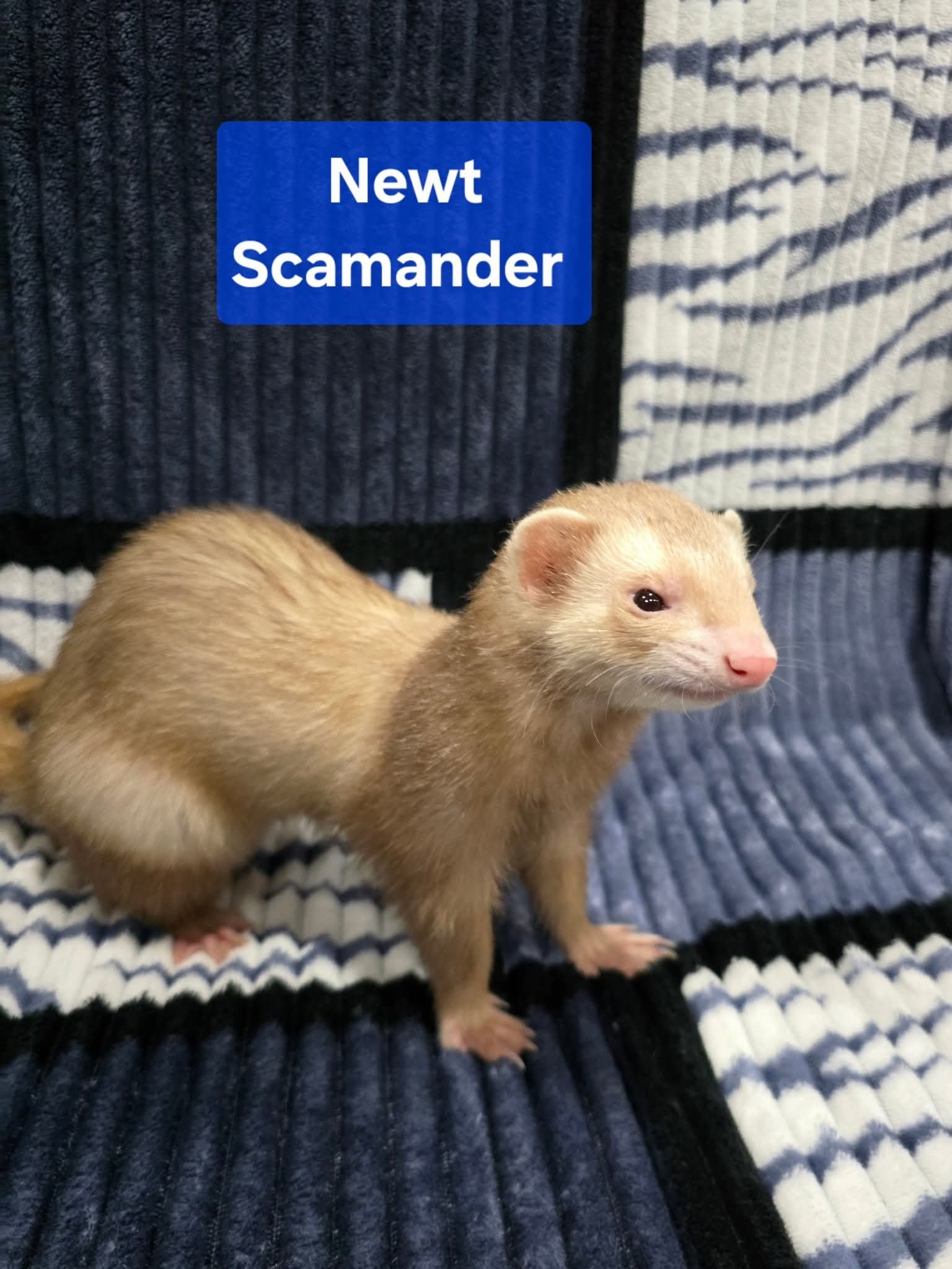 Filhotes de Furão🦦 (Mustela putorius furo) – Pet Ativo e Sociável da Terra Exotica - Image 30