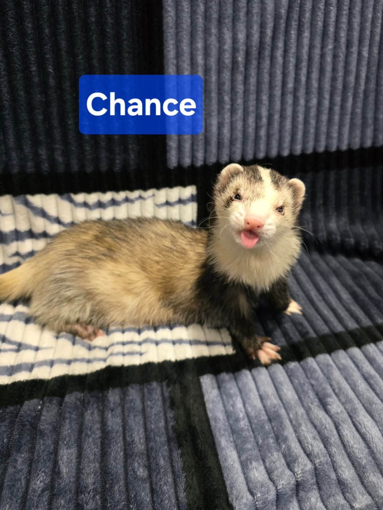 Filhotes de Furão🦦 (Mustela putorius furo) – Pet Ativo e Sociável da Terra Exotica - Image 26