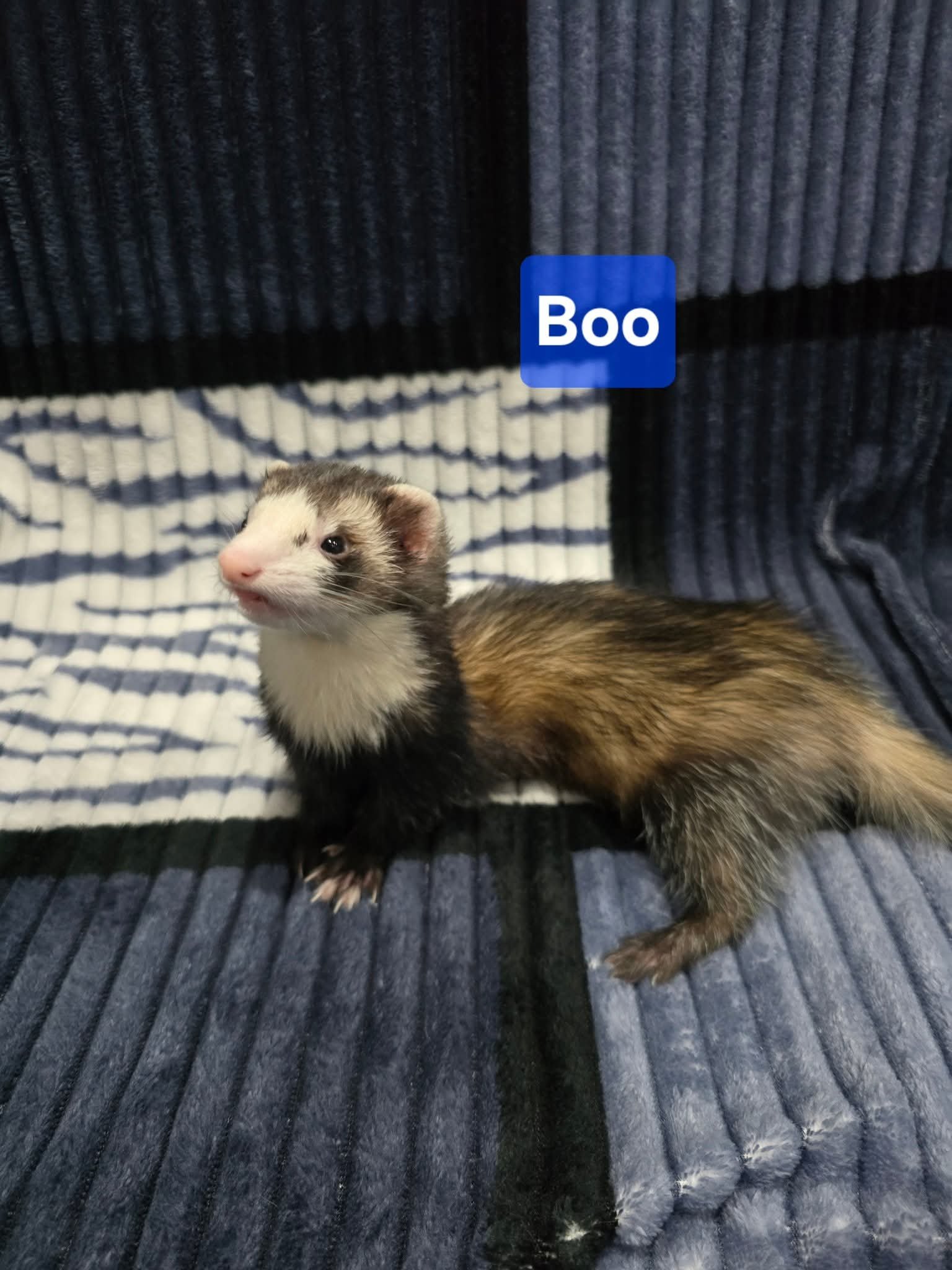 Filhotes de Furão🦦 (Mustela putorius furo) – Pet Ativo e Sociável da Terra Exotica - Image 22