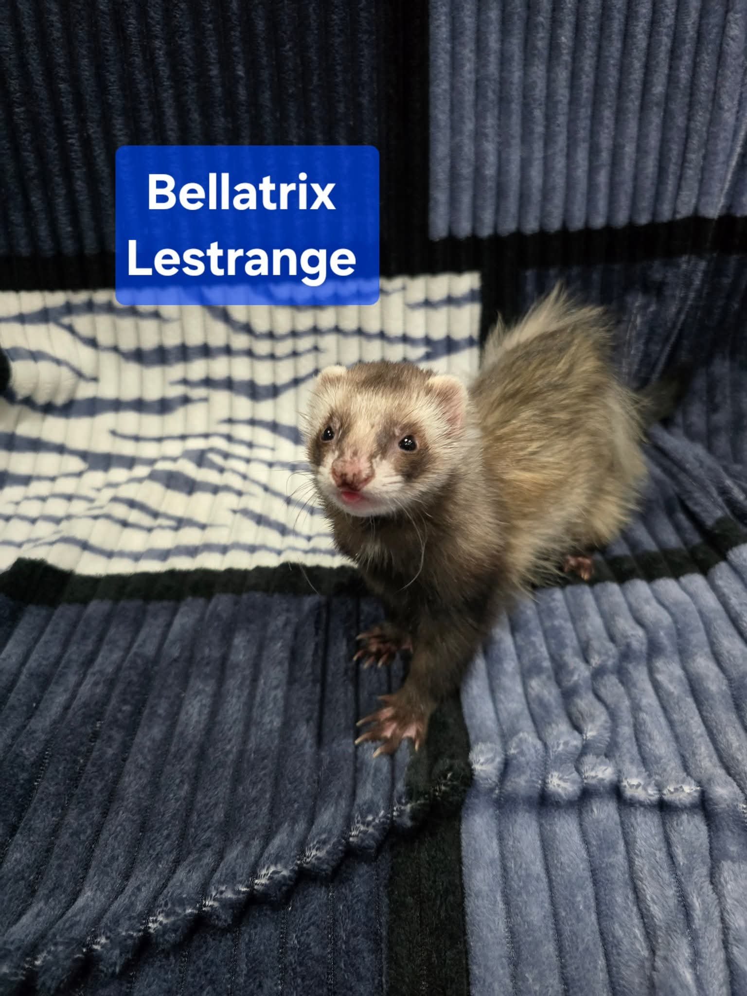 Filhotes de Furão🦦 (Mustela putorius furo) – Pet Ativo e Sociável da Terra Exotica - Image 18