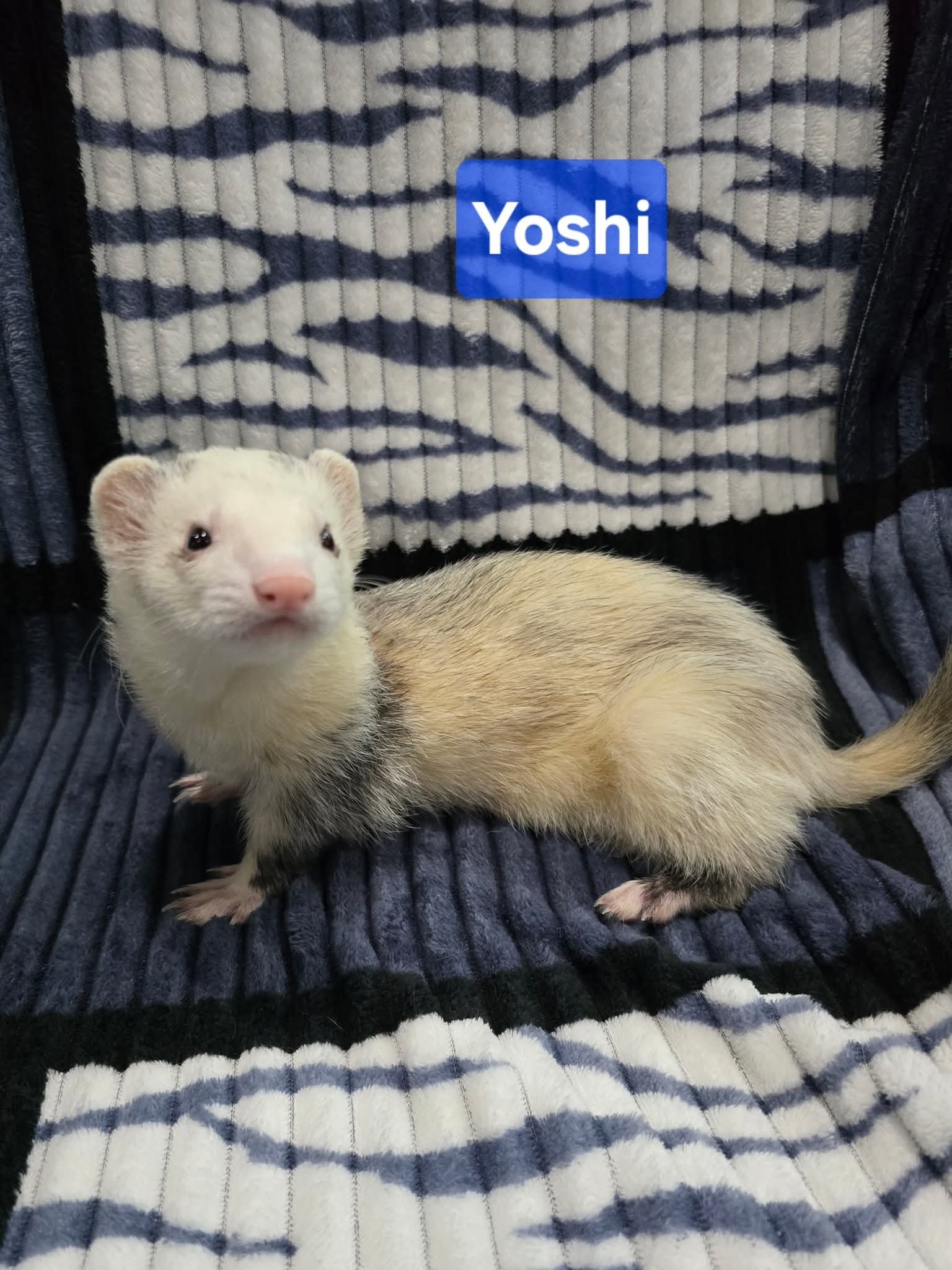 Filhotes de Furão🦦 (Mustela putorius furo) – Pet Ativo e Sociável da Terra Exotica - Image 7