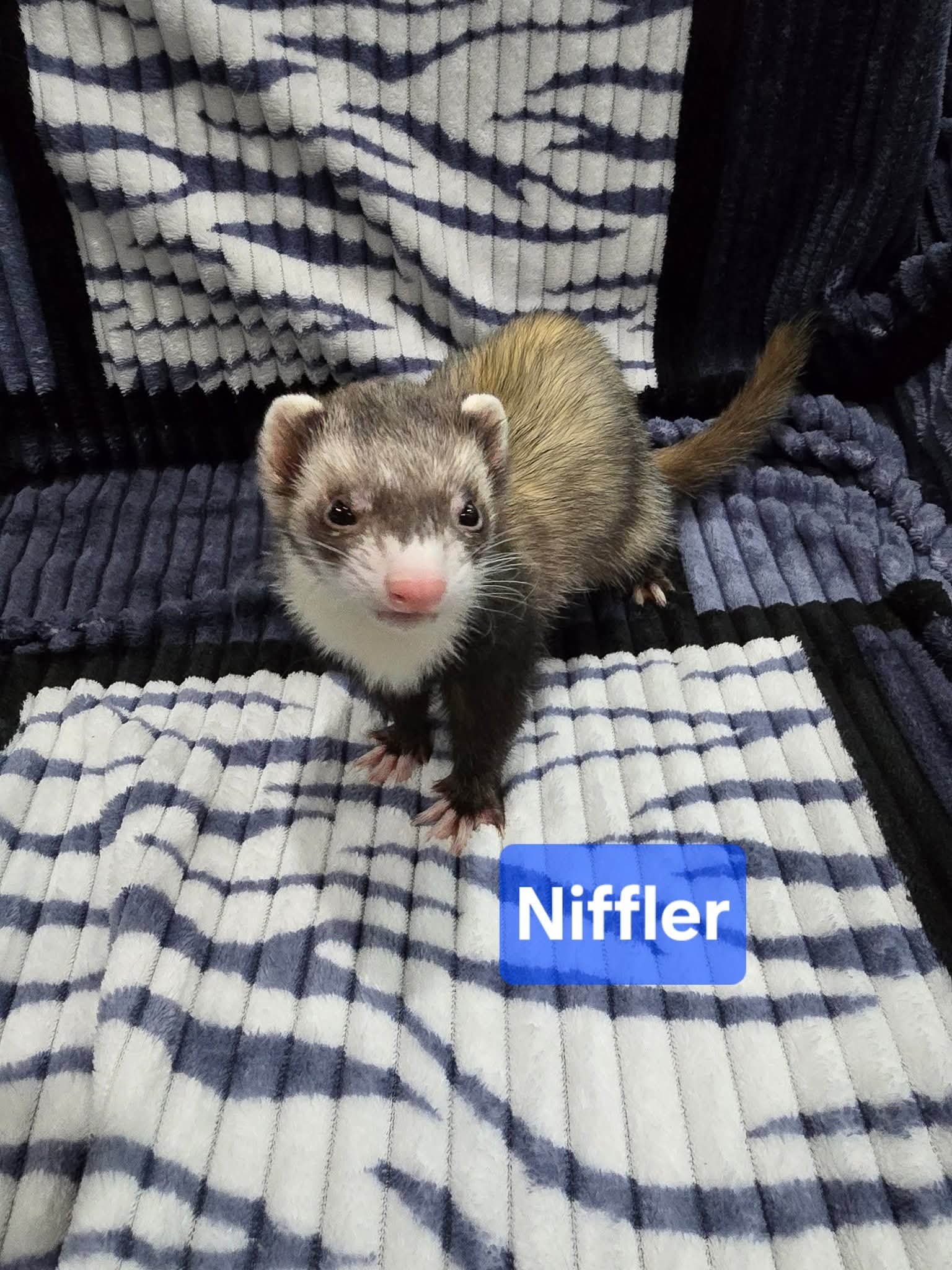 Filhotes de Furão🦦 (Mustela putorius furo) – Pet Ativo e Sociável da Terra Exotica - Image 3
