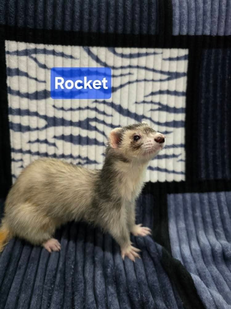 Filhotes de Furão🦦 (Mustela putorius furo) – Pet Ativo e Sociável da Terra Exotica - Image 25