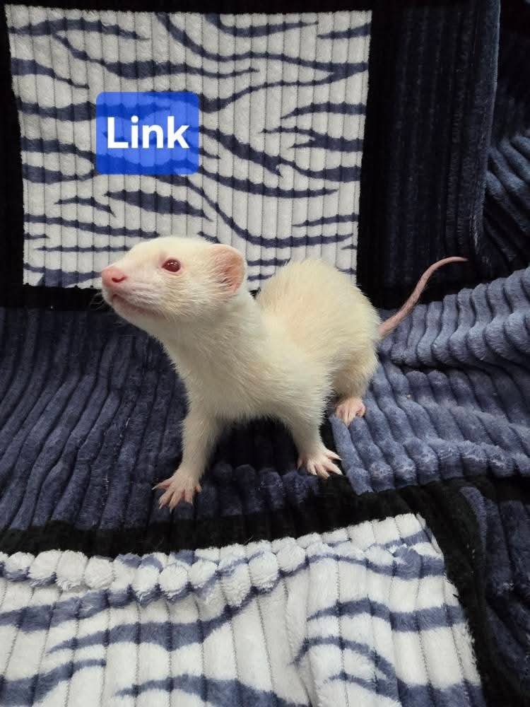Filhotes de Furão🦦 (Mustela putorius furo) – Pet Ativo e Sociável da Terra Exotica - Image 2