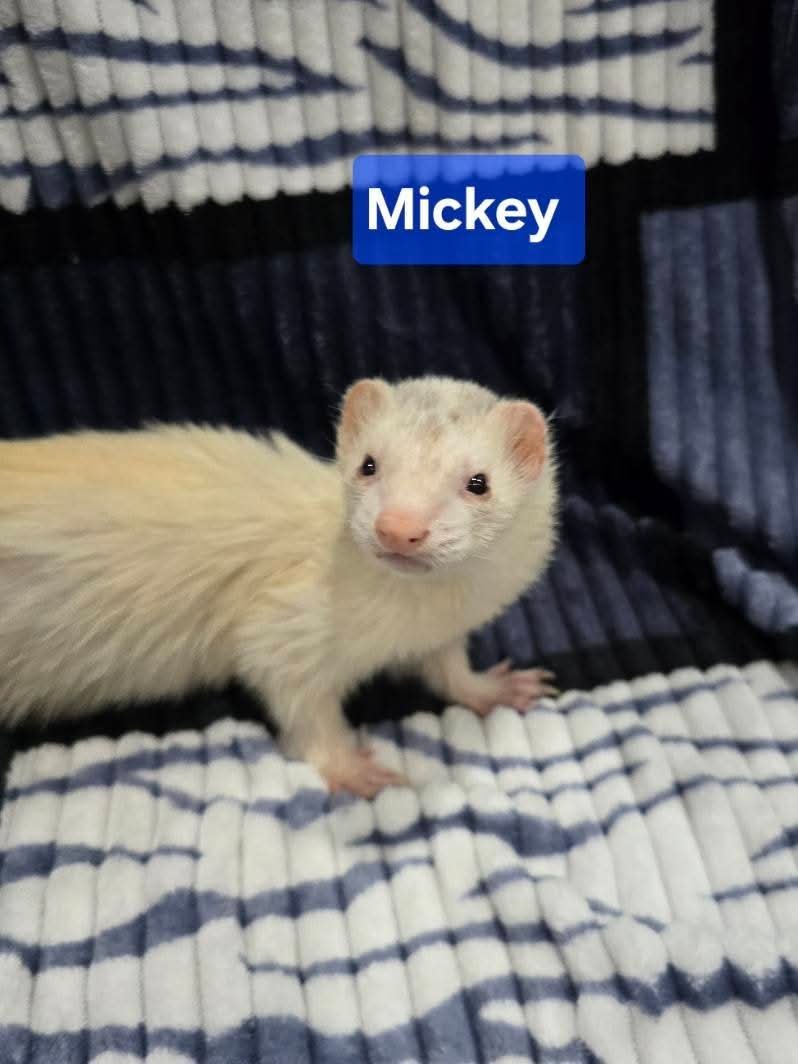 Filhotes de Furão🦦 (Mustela putorius furo) – Pet Ativo e Sociável da Terra Exotica - Image 11