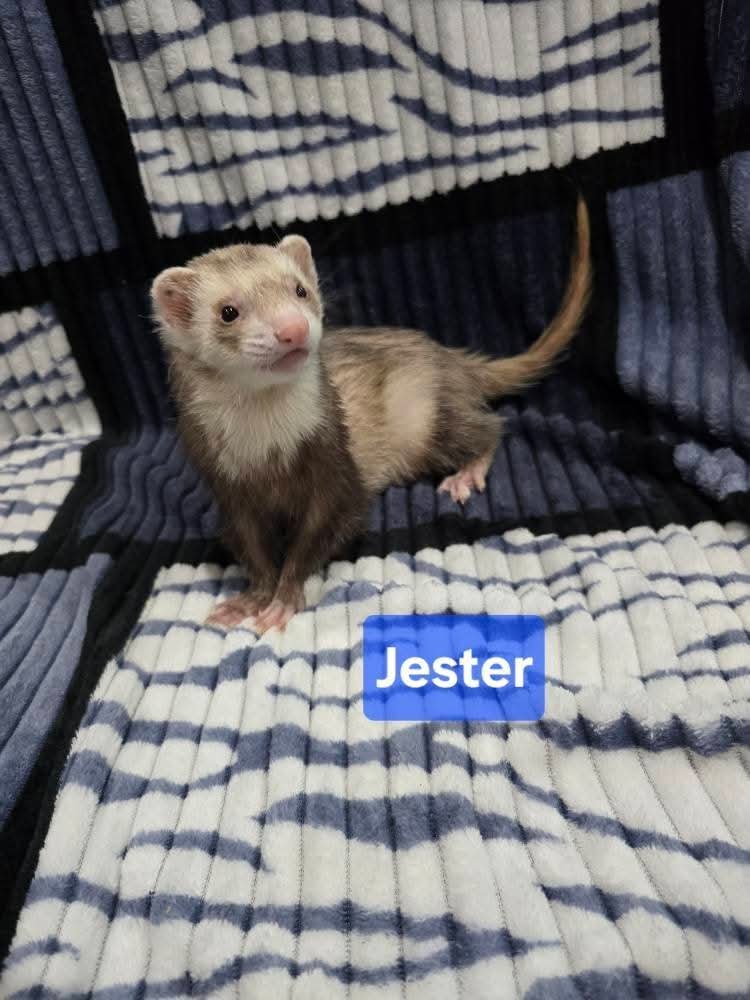 Filhotes de Furão🦦 (Mustela putorius furo) – Pet Ativo e Sociável da Terra Exotica - Image 13