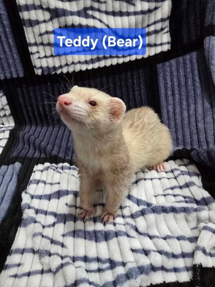 Filhotes de Furão🦦 (Mustela putorius furo) – Pet Ativo e Sociável da Terra Exotica - Image 17