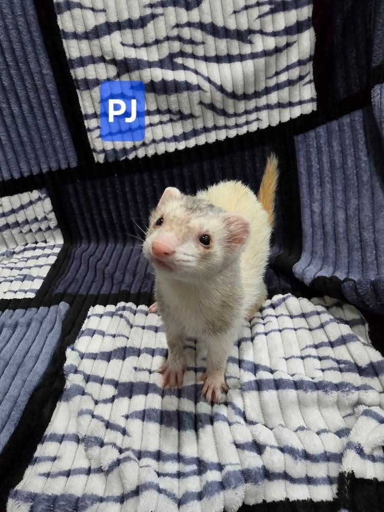 Filhotes de Furão🦦 (Mustela putorius furo) – Pet Ativo e Sociável da Terra Exotica - Image 21