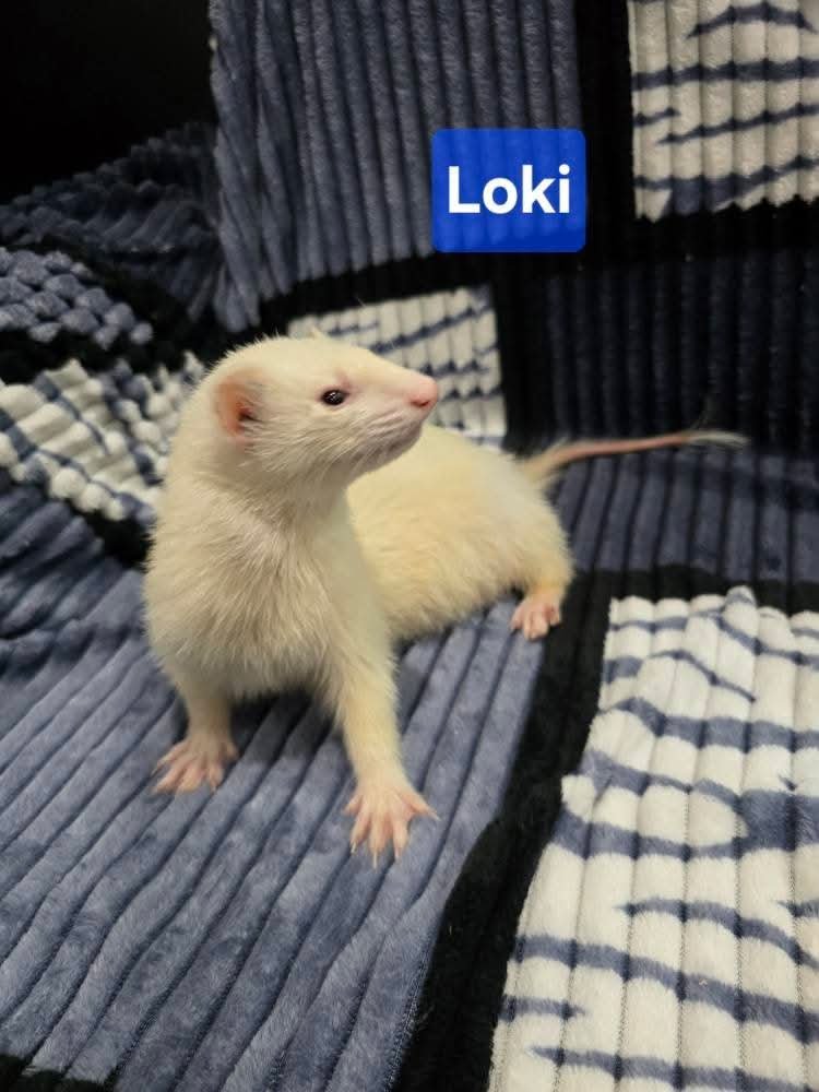 Filhotes de Furão🦦 (Mustela putorius furo) – Pet Ativo e Sociável da Terra Exotica - Image 15