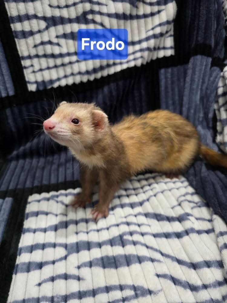 Filhotes de Furão🦦 (Mustela putorius furo) – Pet Ativo e Sociável da Terra Exotica - Image 4