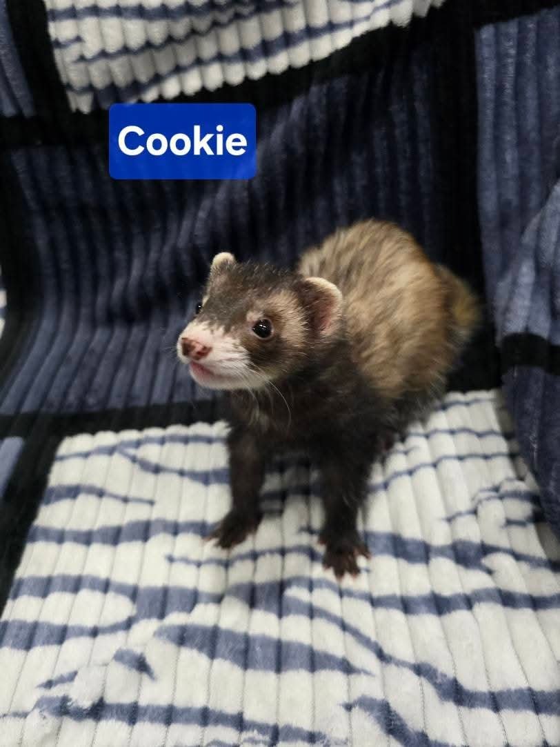 Filhotes de Furão🦦 (Mustela putorius furo) – Pet Ativo e Sociável da Terra Exotica - Image 12