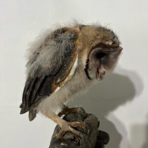 🦉 Filhotes de Coruja