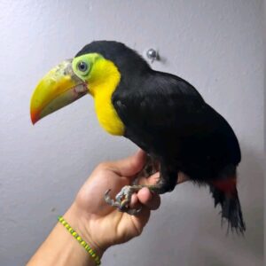 Tucano-de-bico-colorido
(Ramphastos sulfuratus)