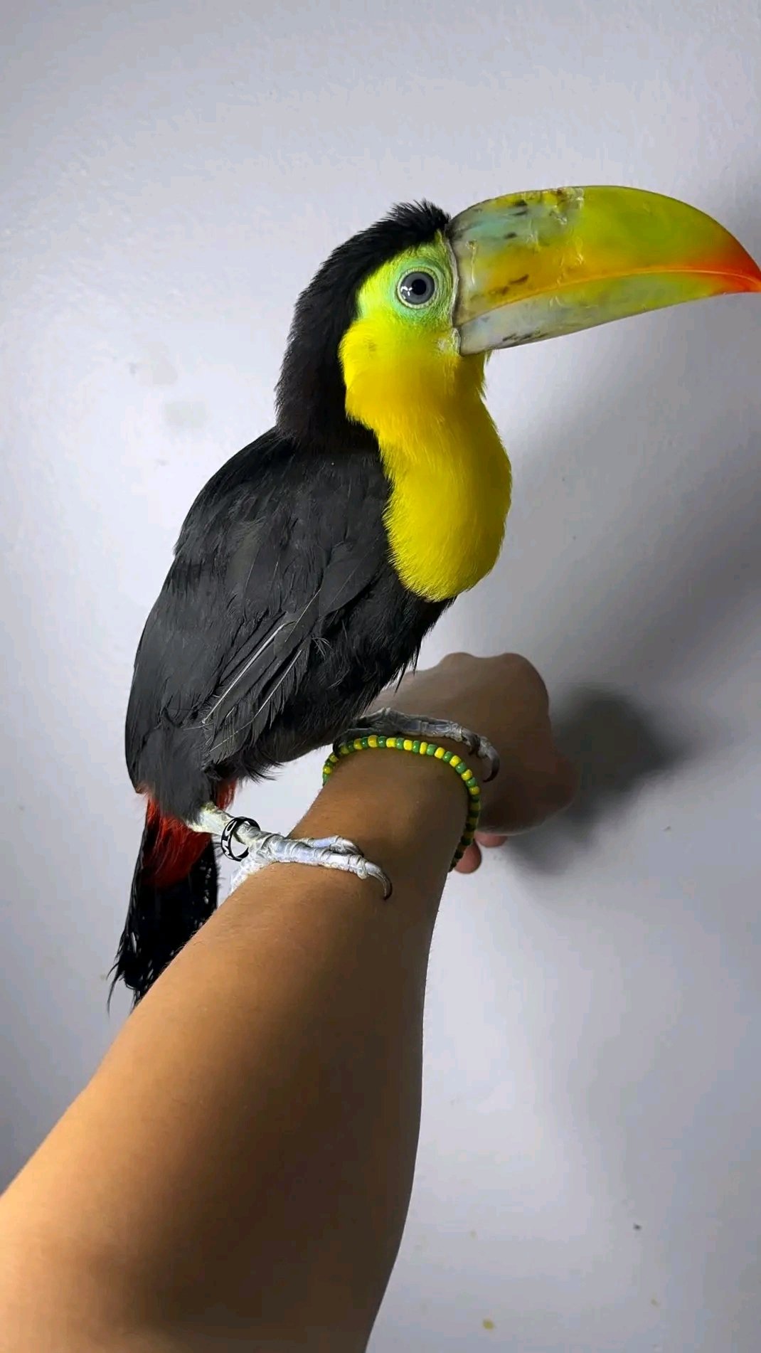 Tucano-de-bico-colorido
(Ramphastos sulfuratus) - Image 3