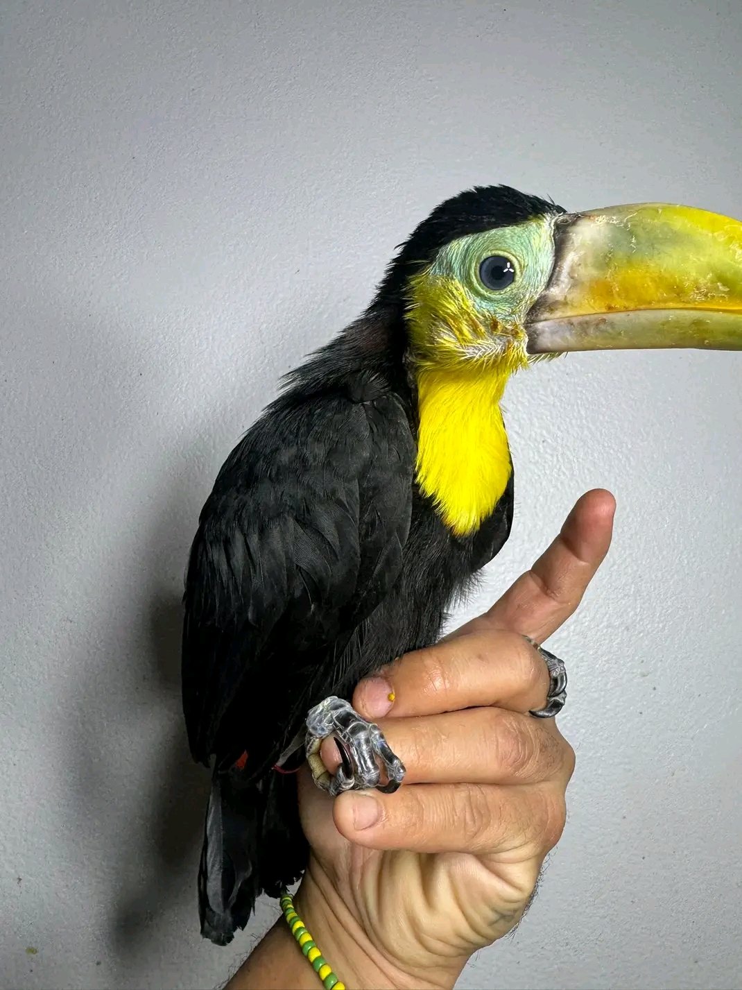 Tucano-de-bico-colorido
(Ramphastos sulfuratus) - Image 2